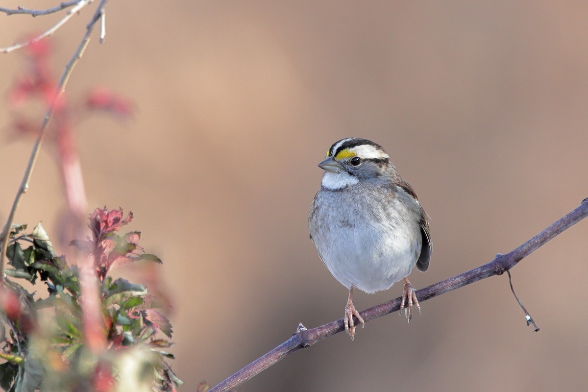 White-throated Sparrow - ML647182815
