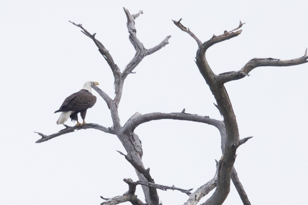 Bald Eagle - ML647182816