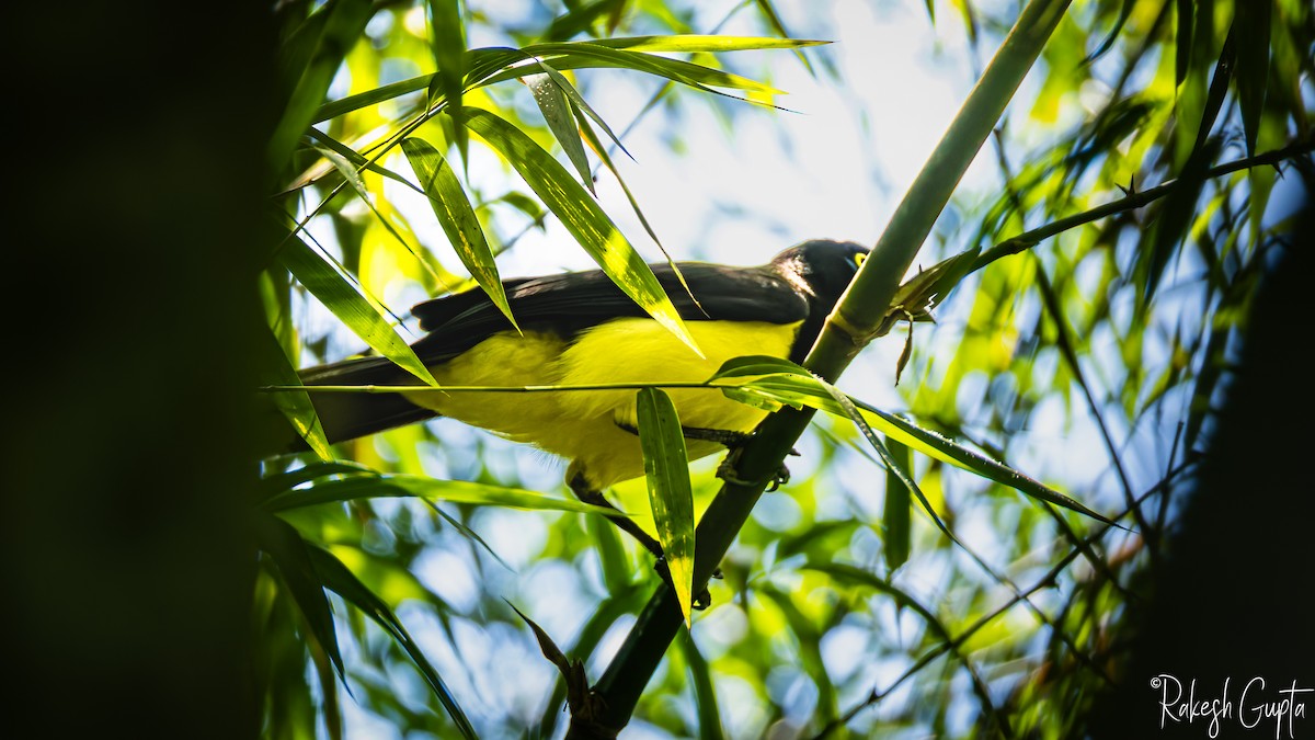 Black-collared Jay - ML647182817