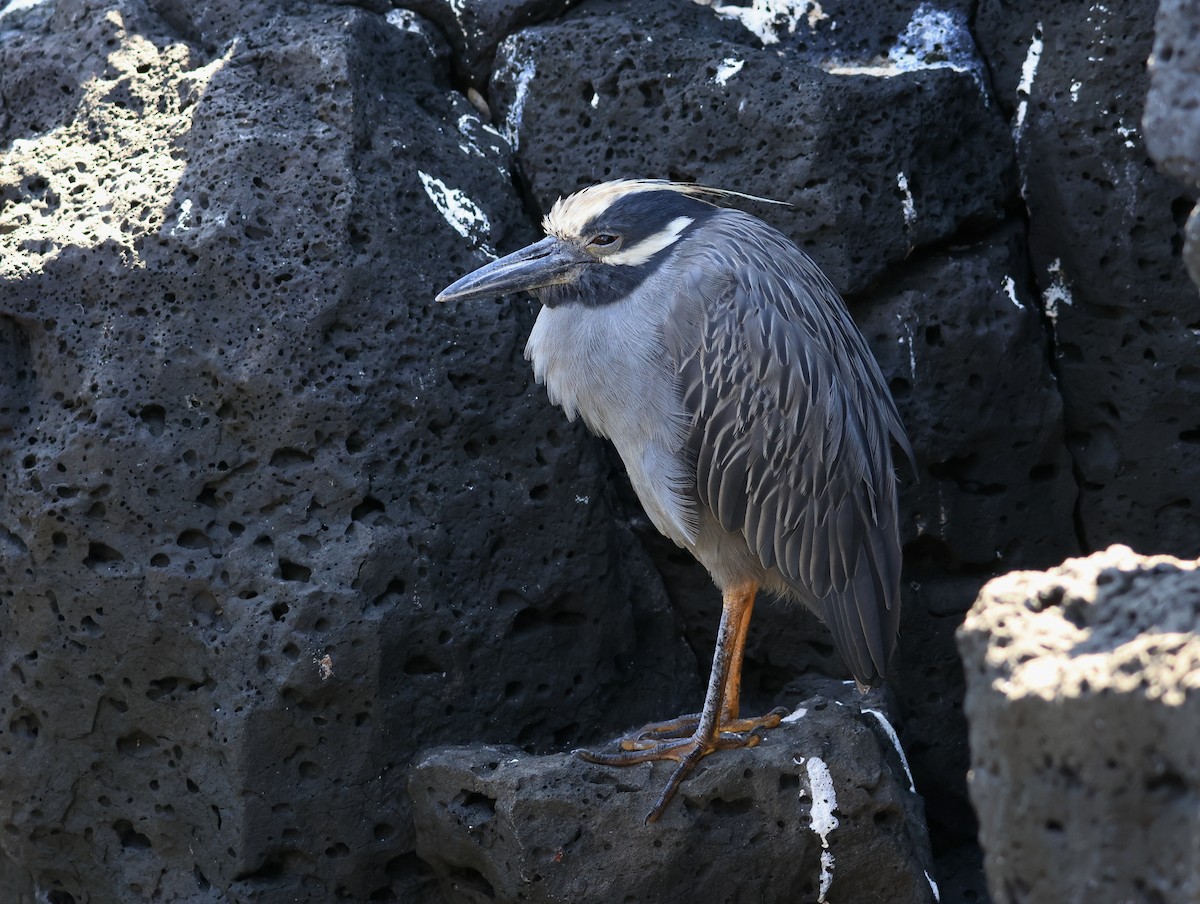 Yellow-crowned Night Heron - ML647182826