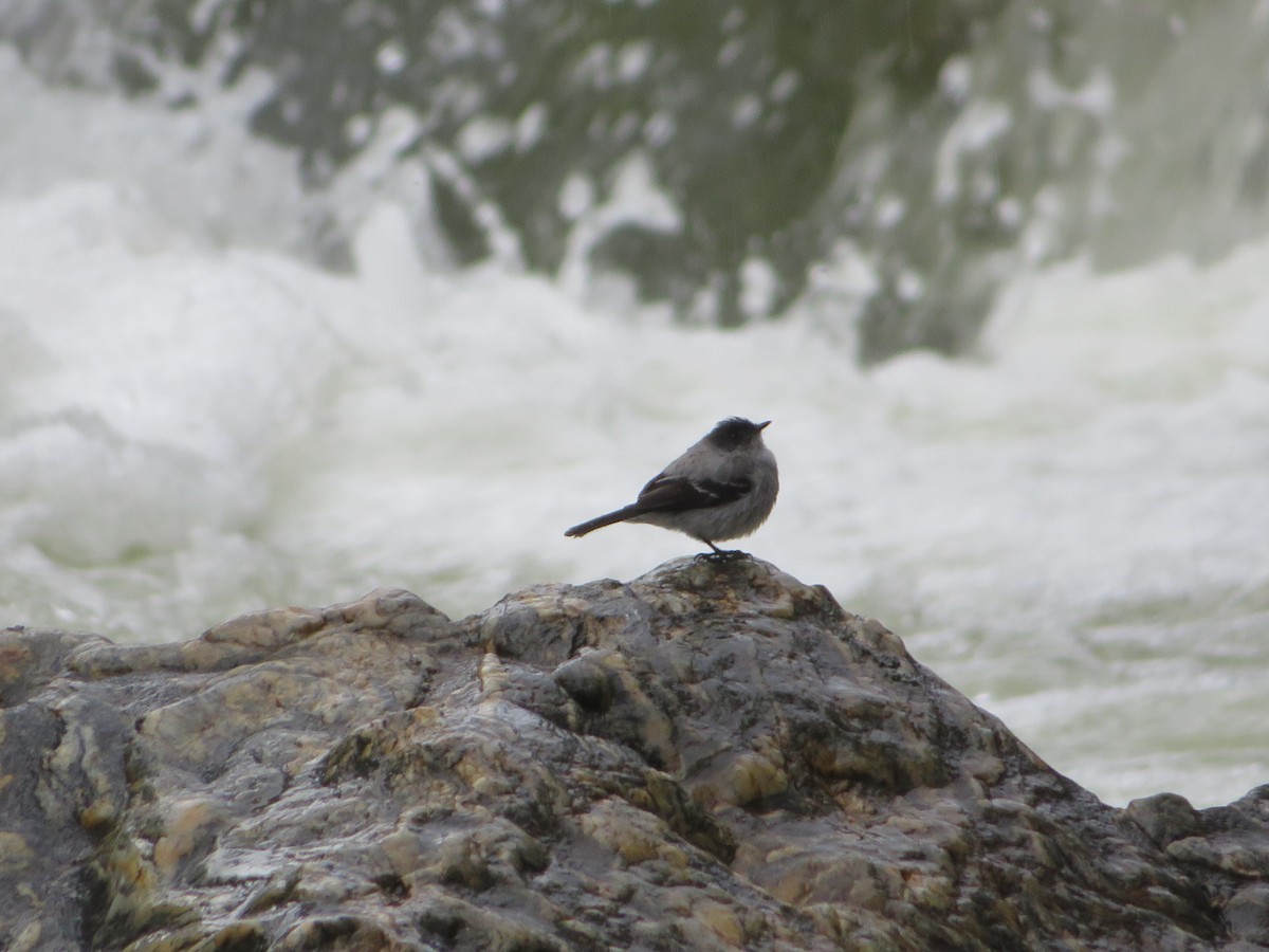 Torrent Tyrannulet - ML647182859