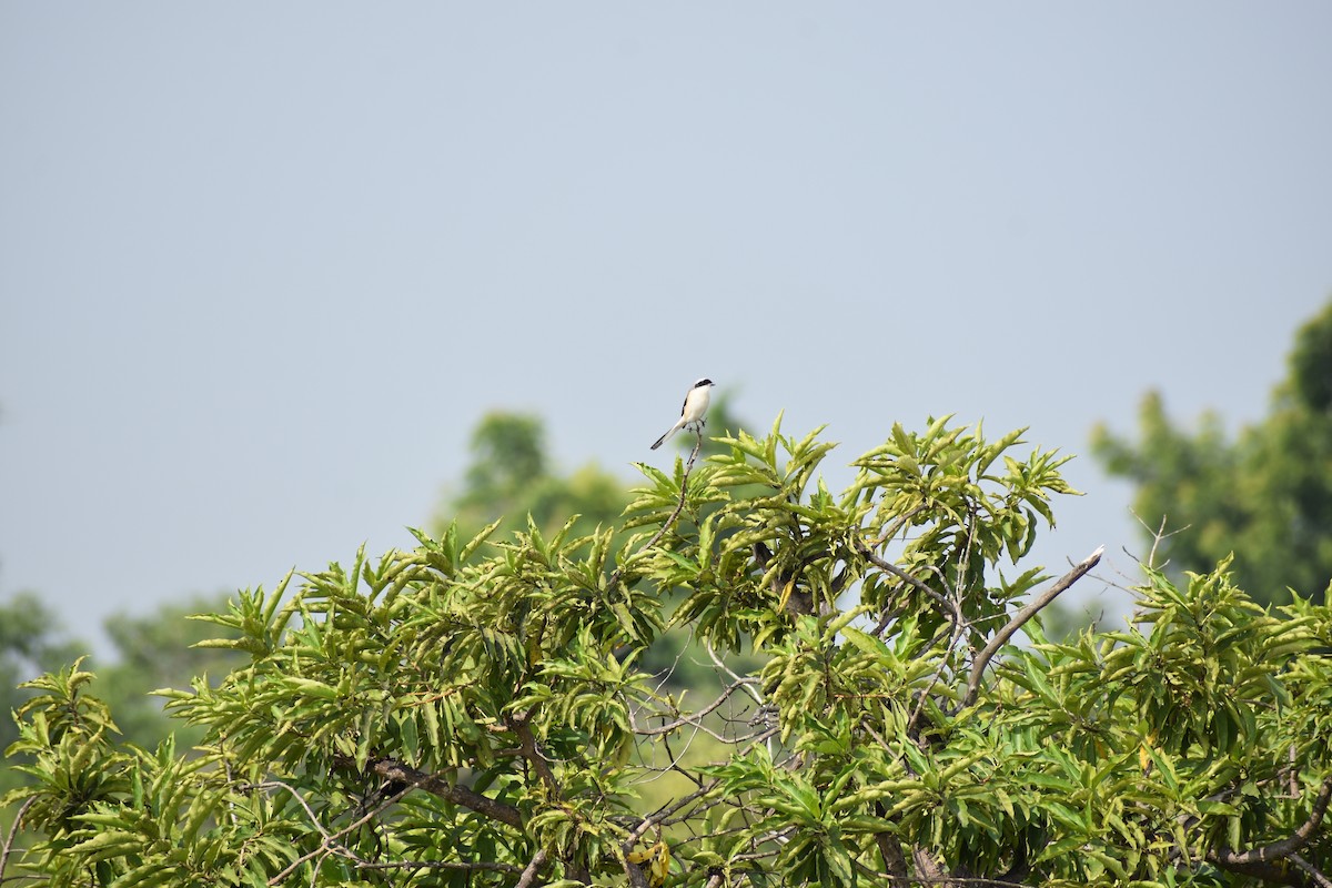 Bay-backed Shrike - ML647182877