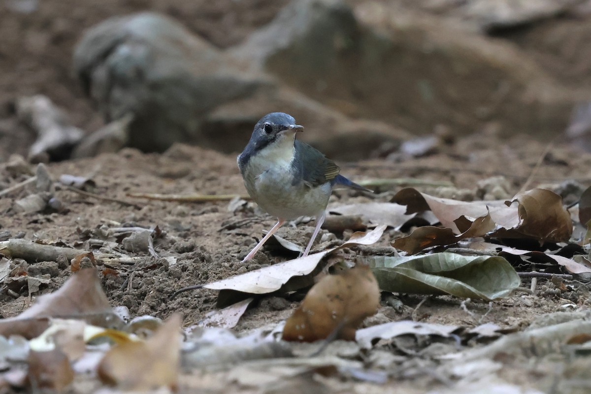 Siberian Blue Robin - ML647182880