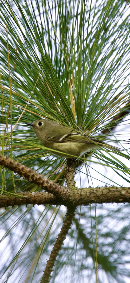 Ruby-crowned Kinglet - ML647182893