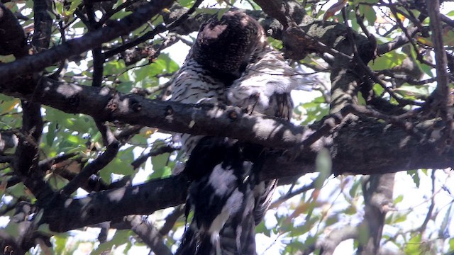 Powerful Owl - ML647182897