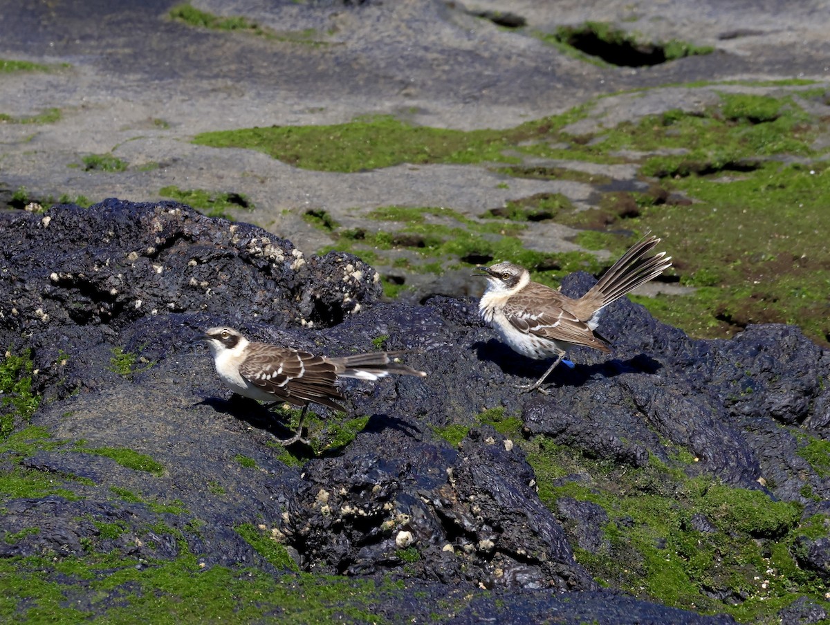 Galapagos Mockingbird - ML647182908