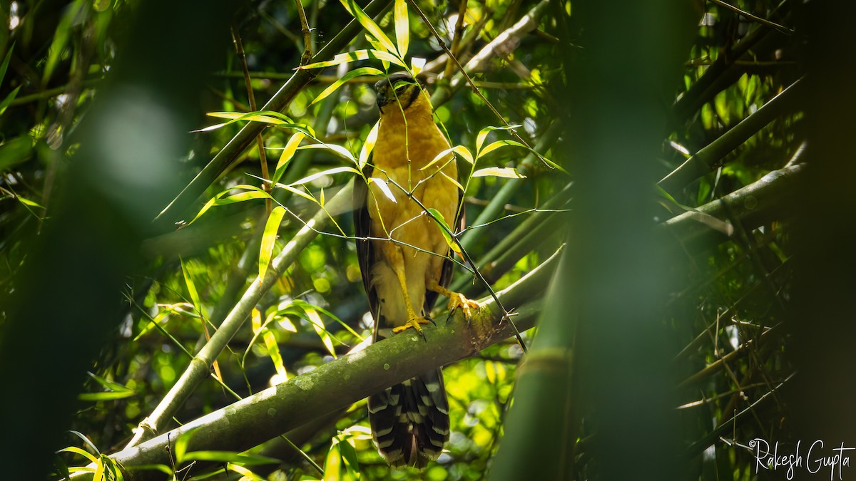 Collared Forest-Falcon - ML647182909