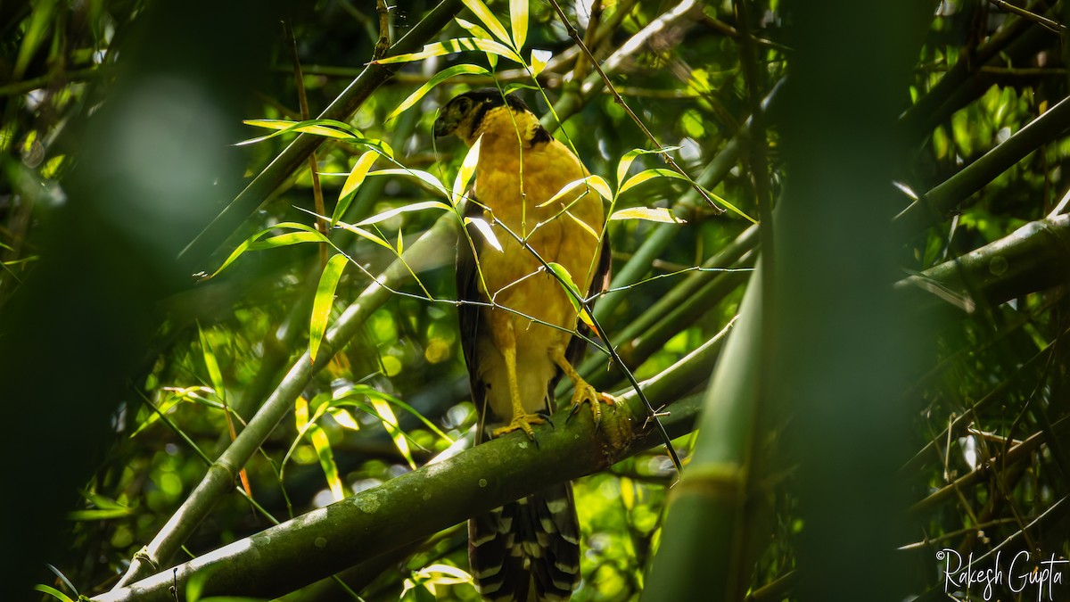 Collared Forest-Falcon - ML647182910