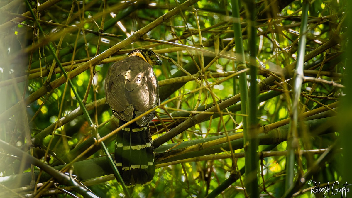 Collared Forest-Falcon - ML647182911