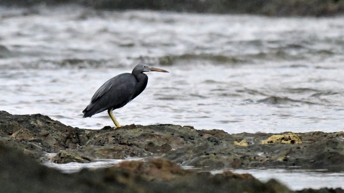 Pacific Reef-Heron - ML647182913