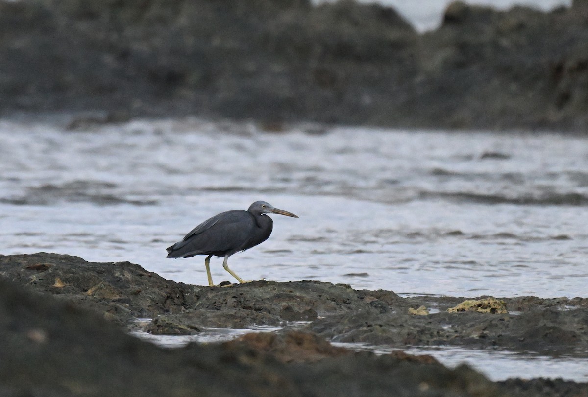 Pacific Reef-Heron - ML647182914