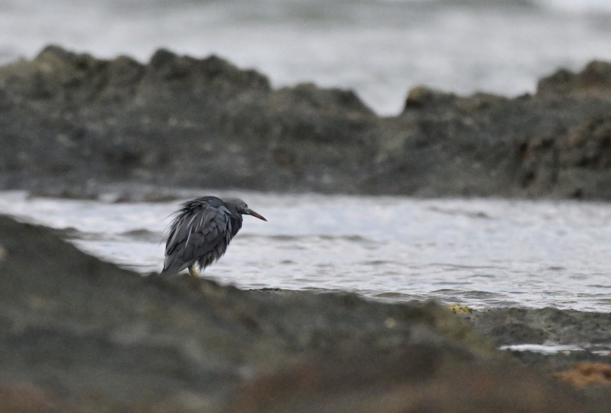 Pacific Reef-Heron - ML647182915