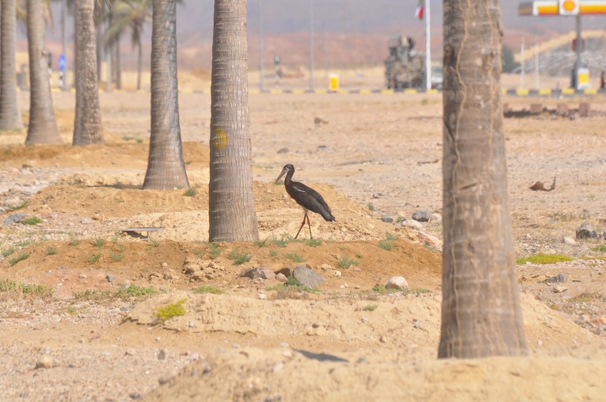 חסידת אבדים - ML647182920