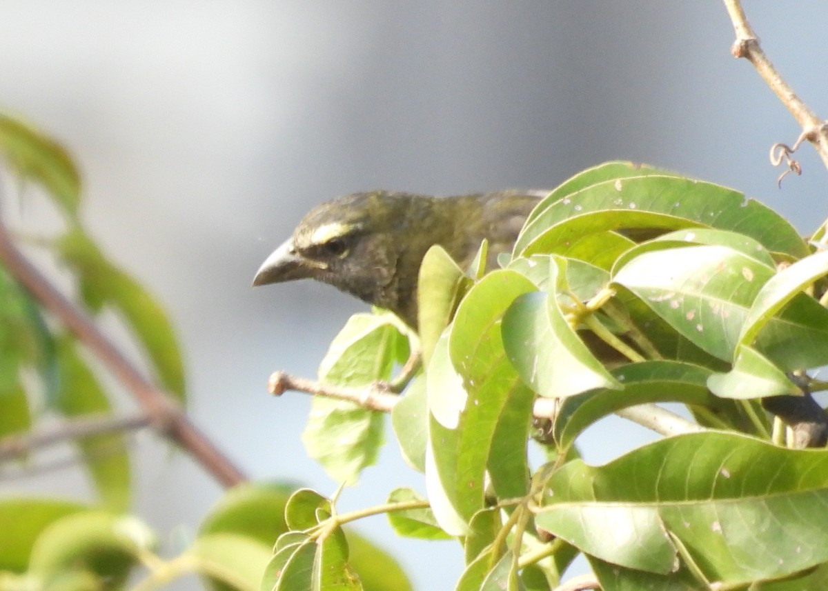 Kuzeyli Kurşuni Saltator - ML647182924