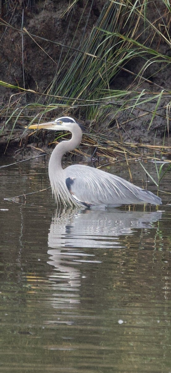 Great Blue Heron - ML647182945