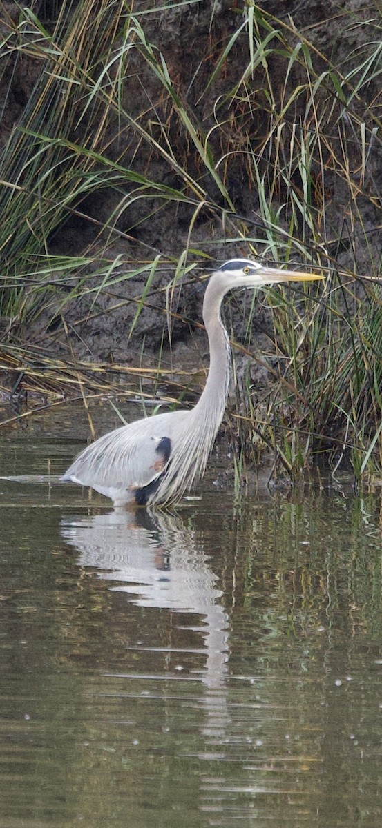 Great Blue Heron - ML647182946