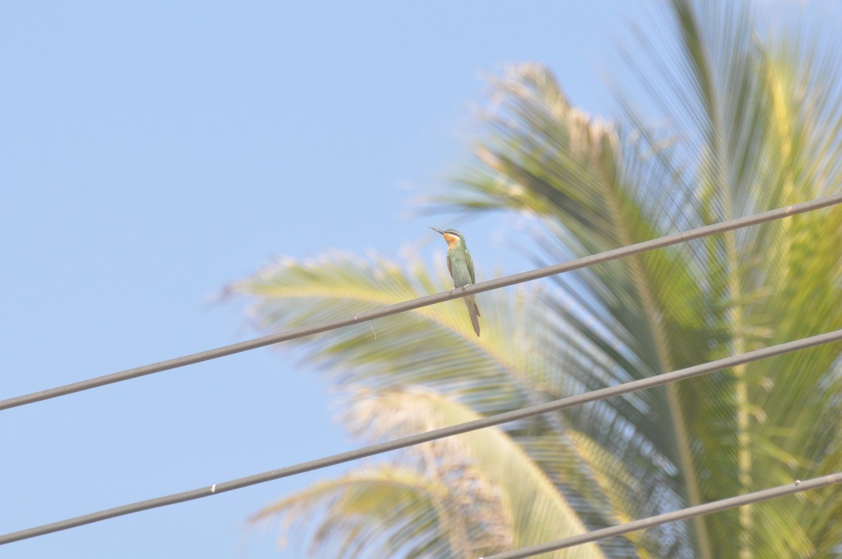 Blue-cheeked Bee-eater - ML647182951