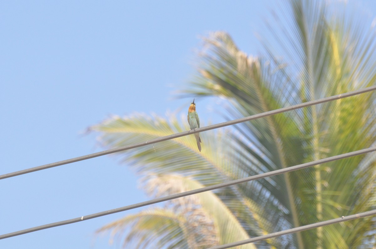 Blue-cheeked Bee-eater - ML647182952