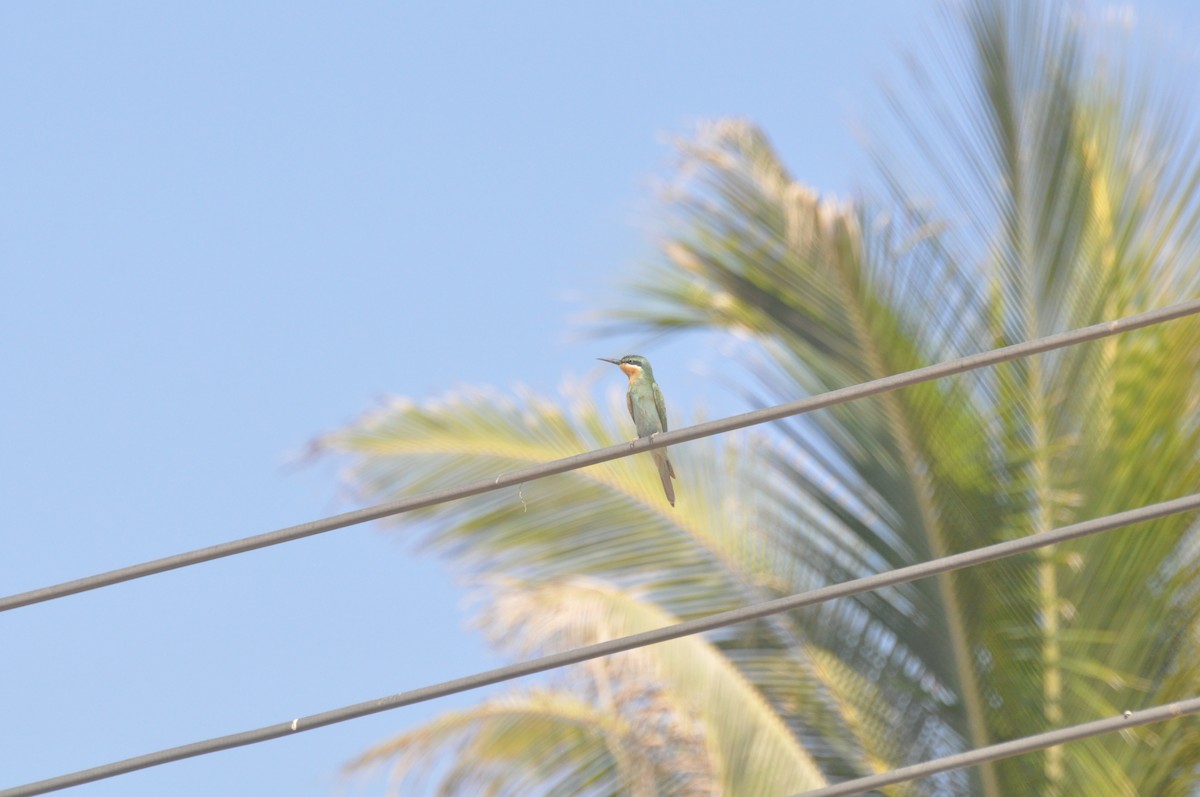 Blue-cheeked Bee-eater - ML647182954