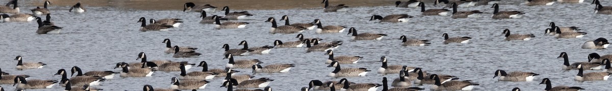 Cackling Goose (Richardson's) - ML647182959