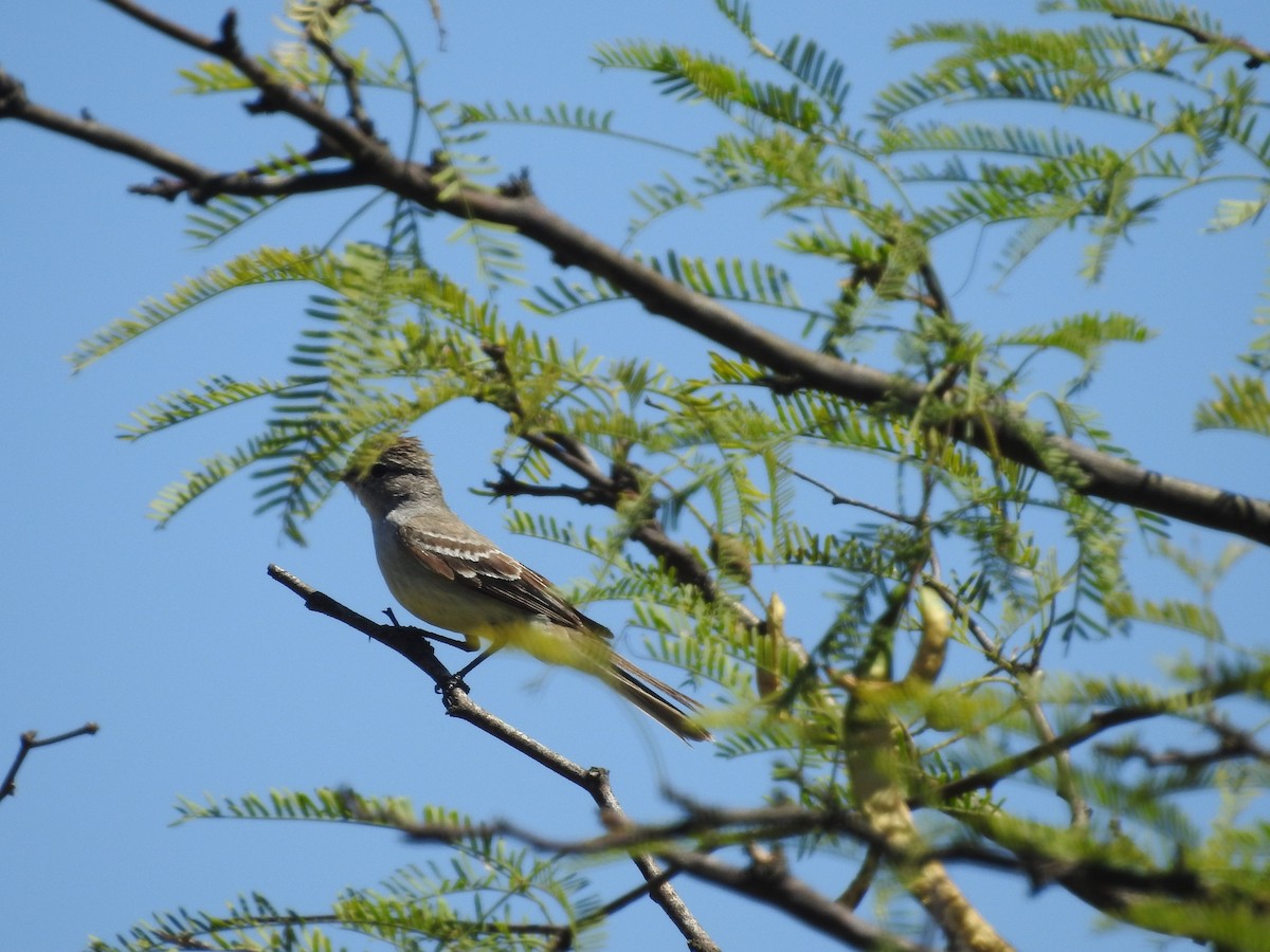 Southern Scrub-Flycatcher - ML647182960