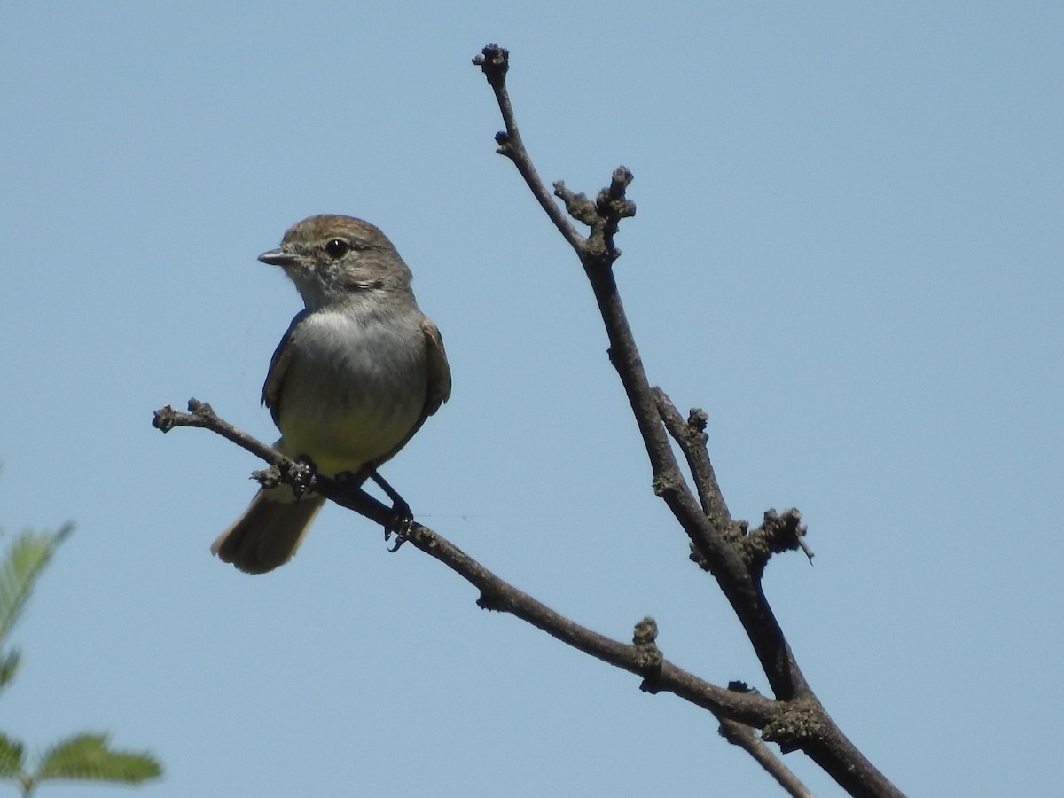 Southern Scrub-Flycatcher - ML647182965