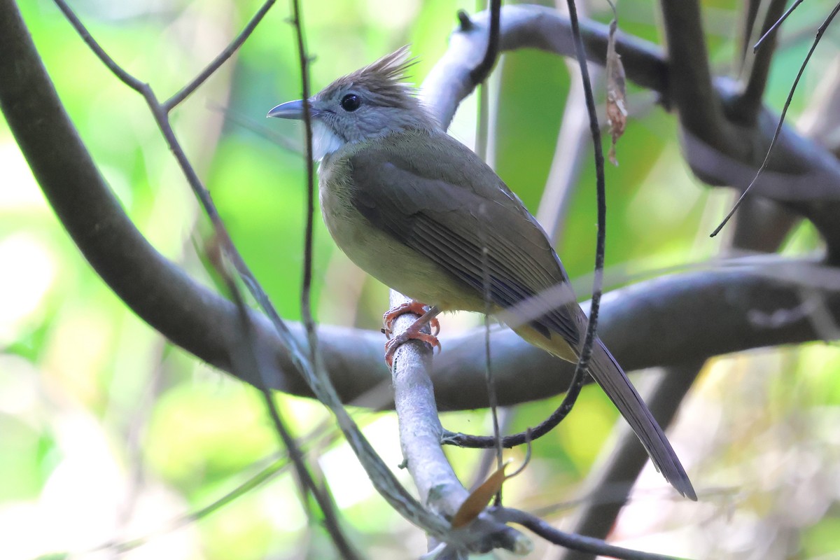 Ochraceous Bulbul - ML647182973
