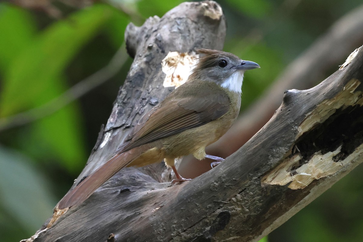 Ochraceous Bulbul - ML647182974