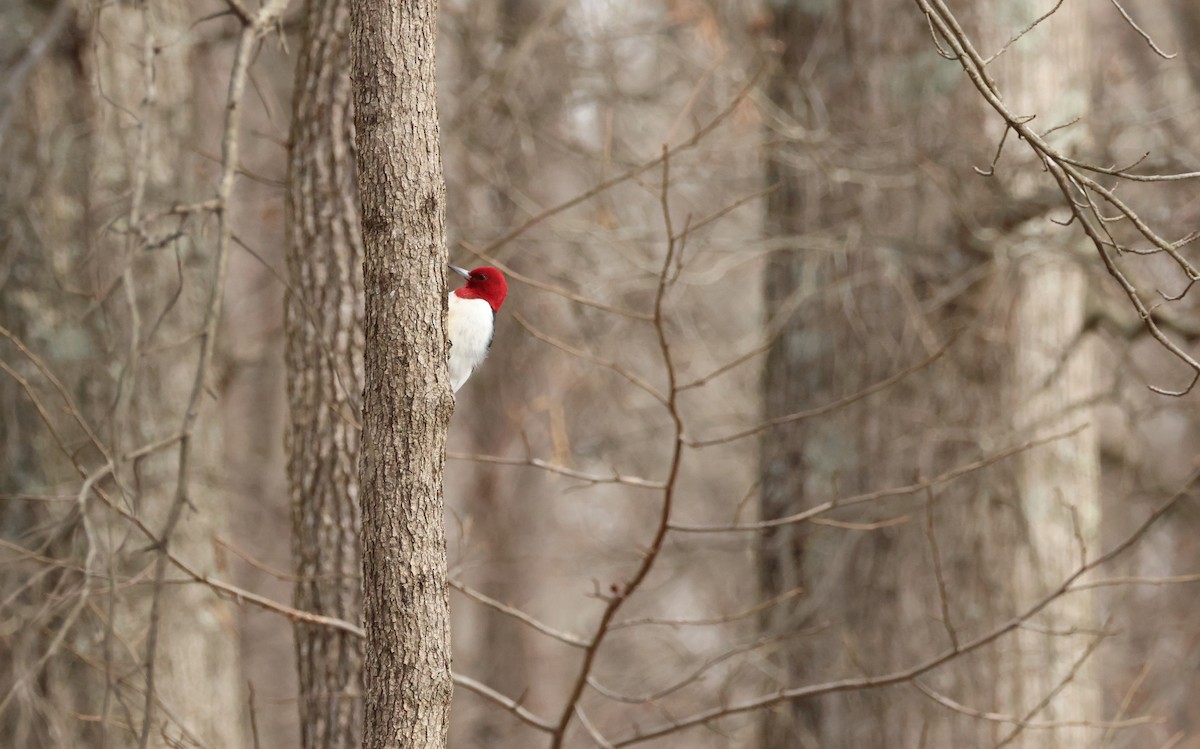 ズアカキツツキ - ML647182978