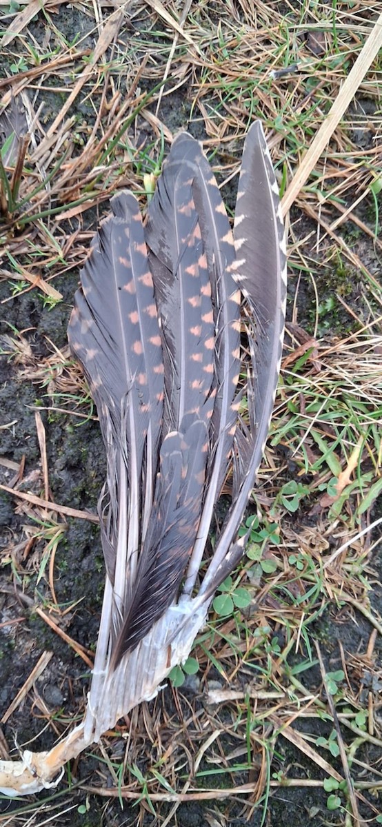 Слуква лісова - ML647182979