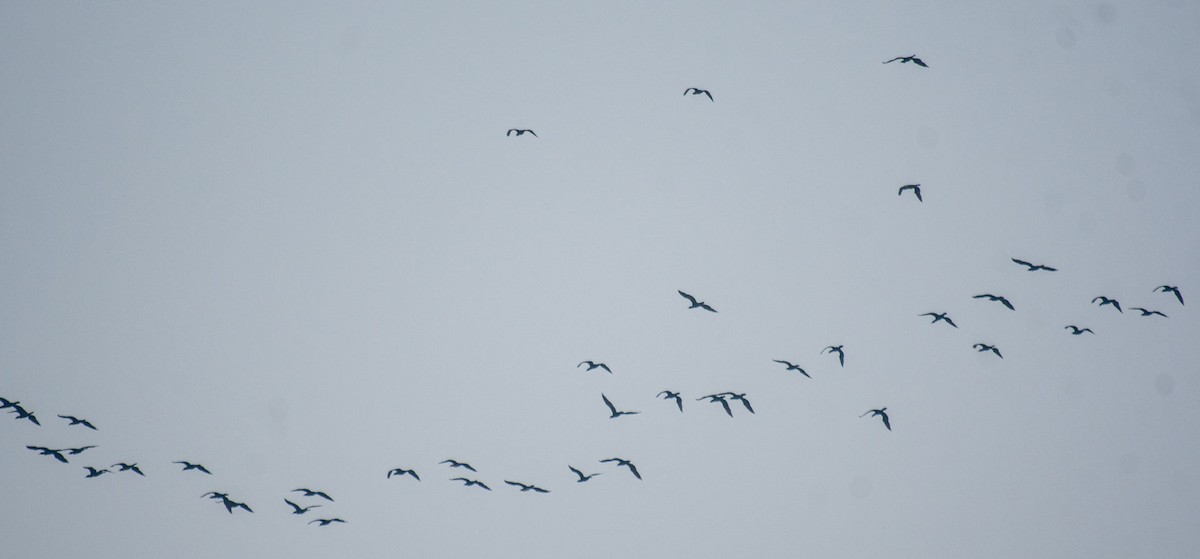 Little Cormorant - ML647182990