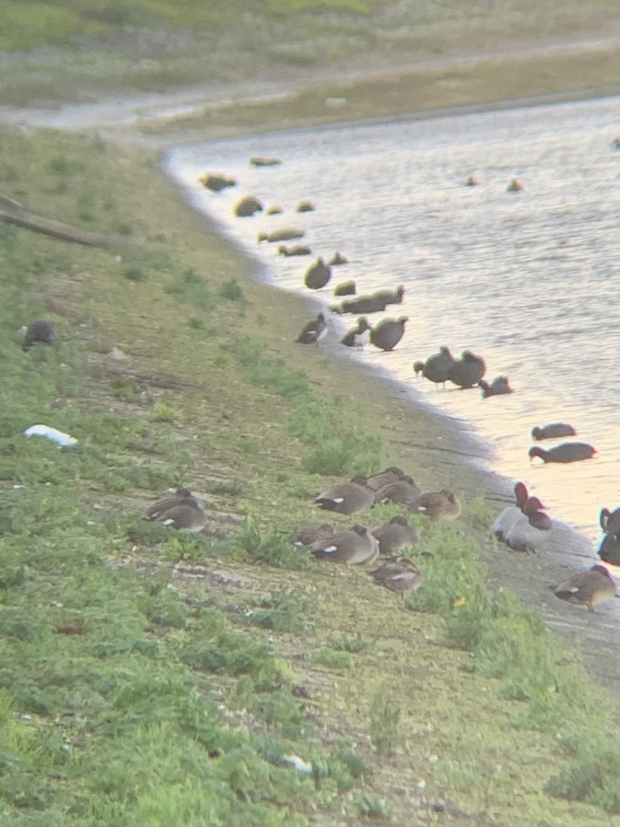 Gadwall - ML647182991