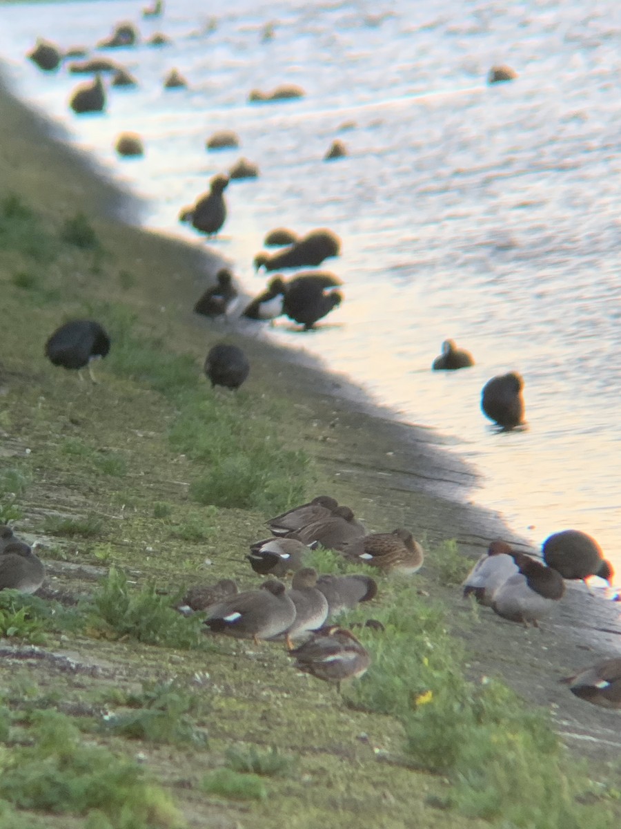 Gadwall - ML647182992