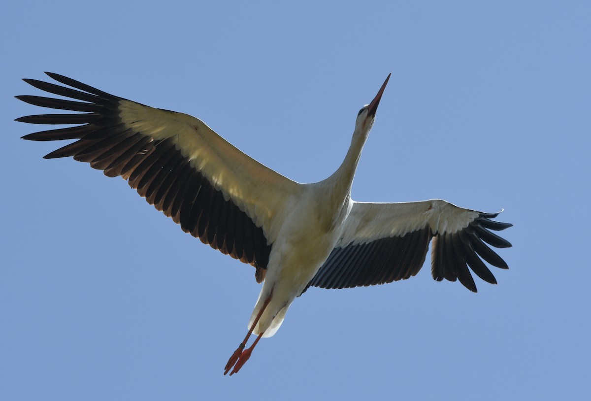 White Stork - ML647182993
