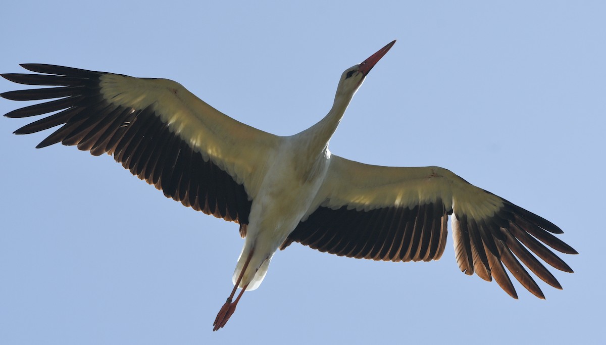 White Stork - ML647182994