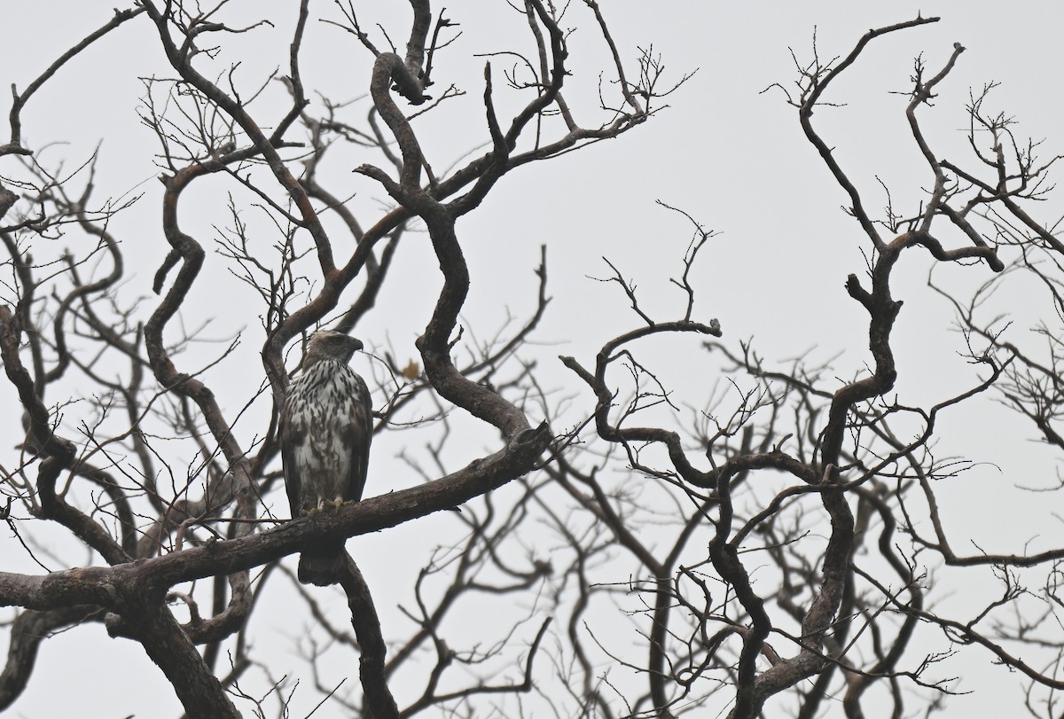 Changeable Hawk-Eagle - ML647182995