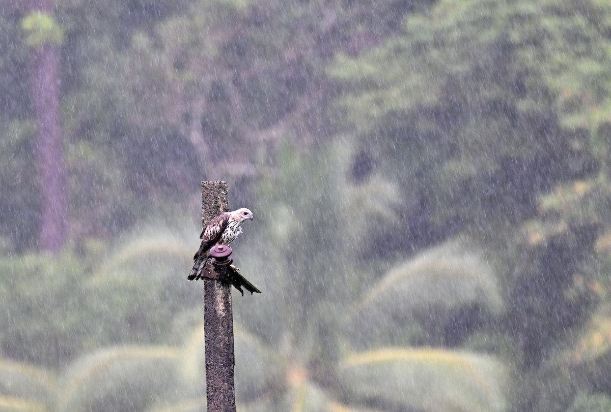 Changeable Hawk-Eagle - ML647182996