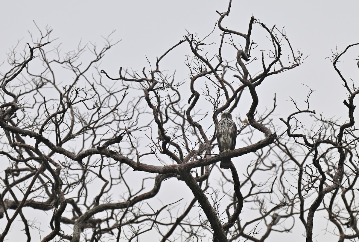 Changeable Hawk-Eagle - ML647182997