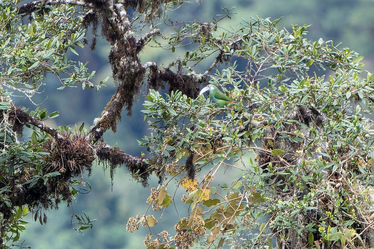 Blue-banded Toucanet - ML647182999