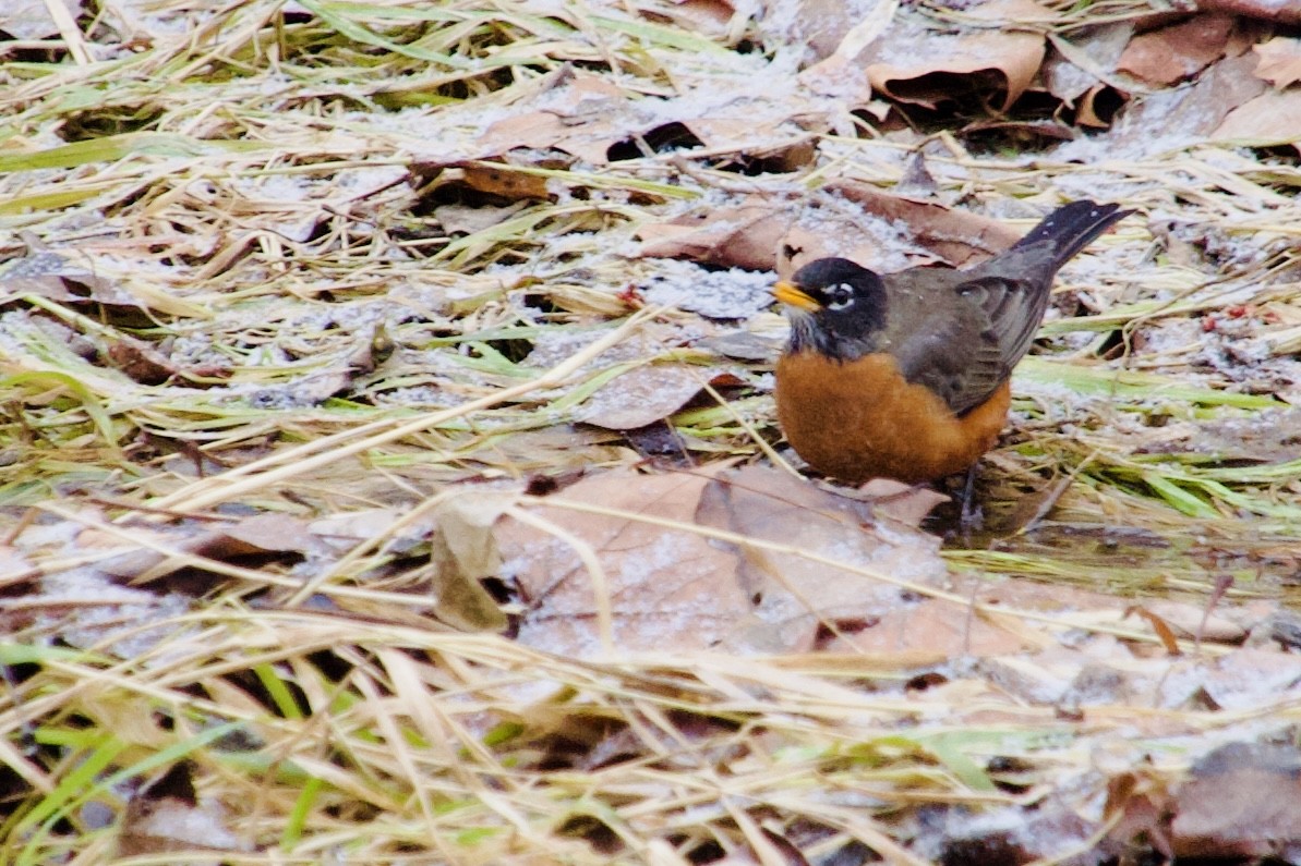 Wanderdrossel - ML647183000