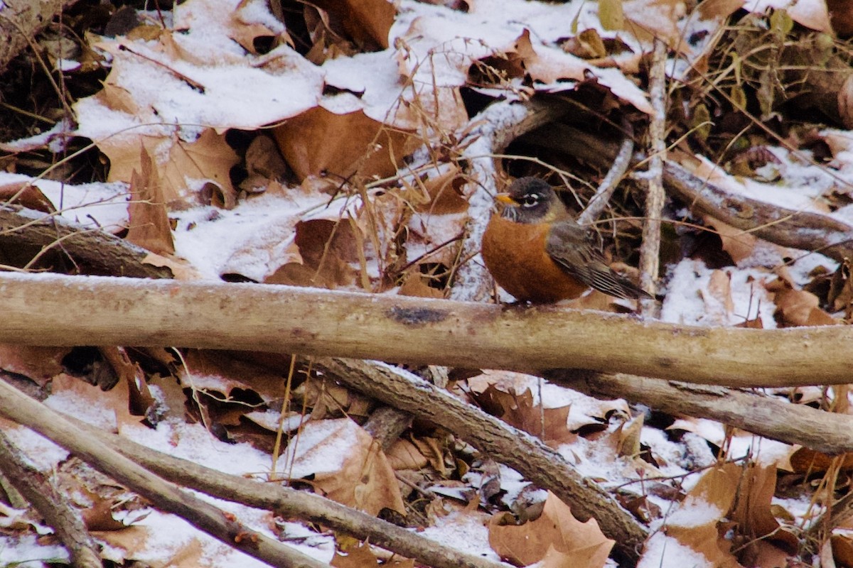 Wanderdrossel - ML647183001