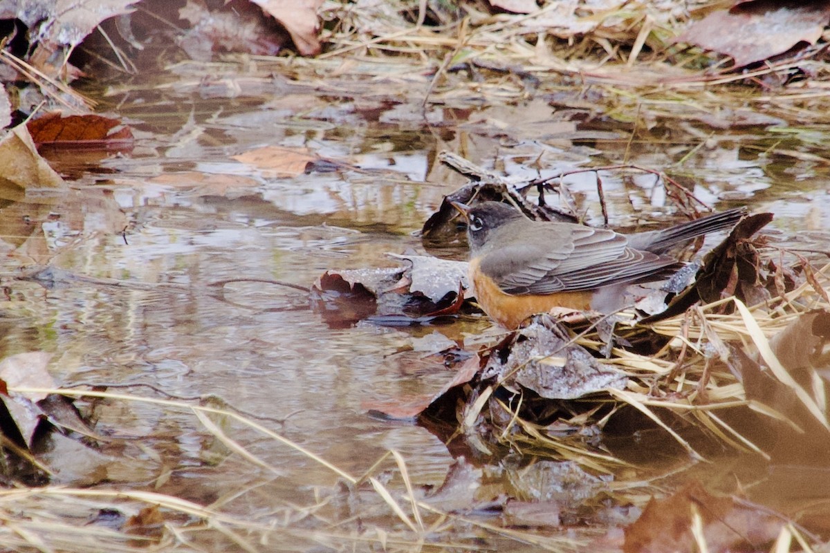 Wanderdrossel - ML647183002