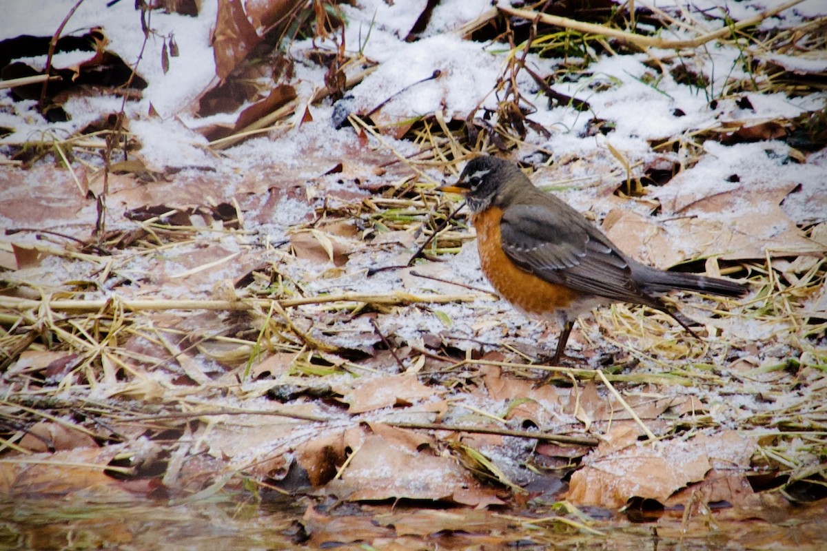 Wanderdrossel - ML647183003