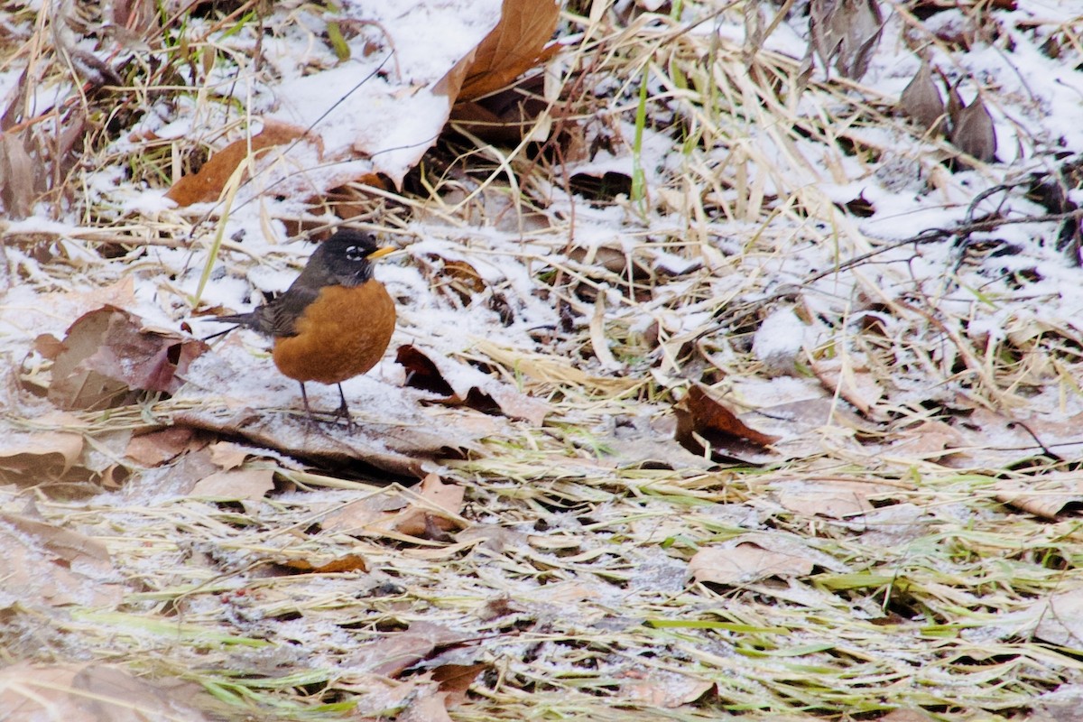 Wanderdrossel - ML647183004