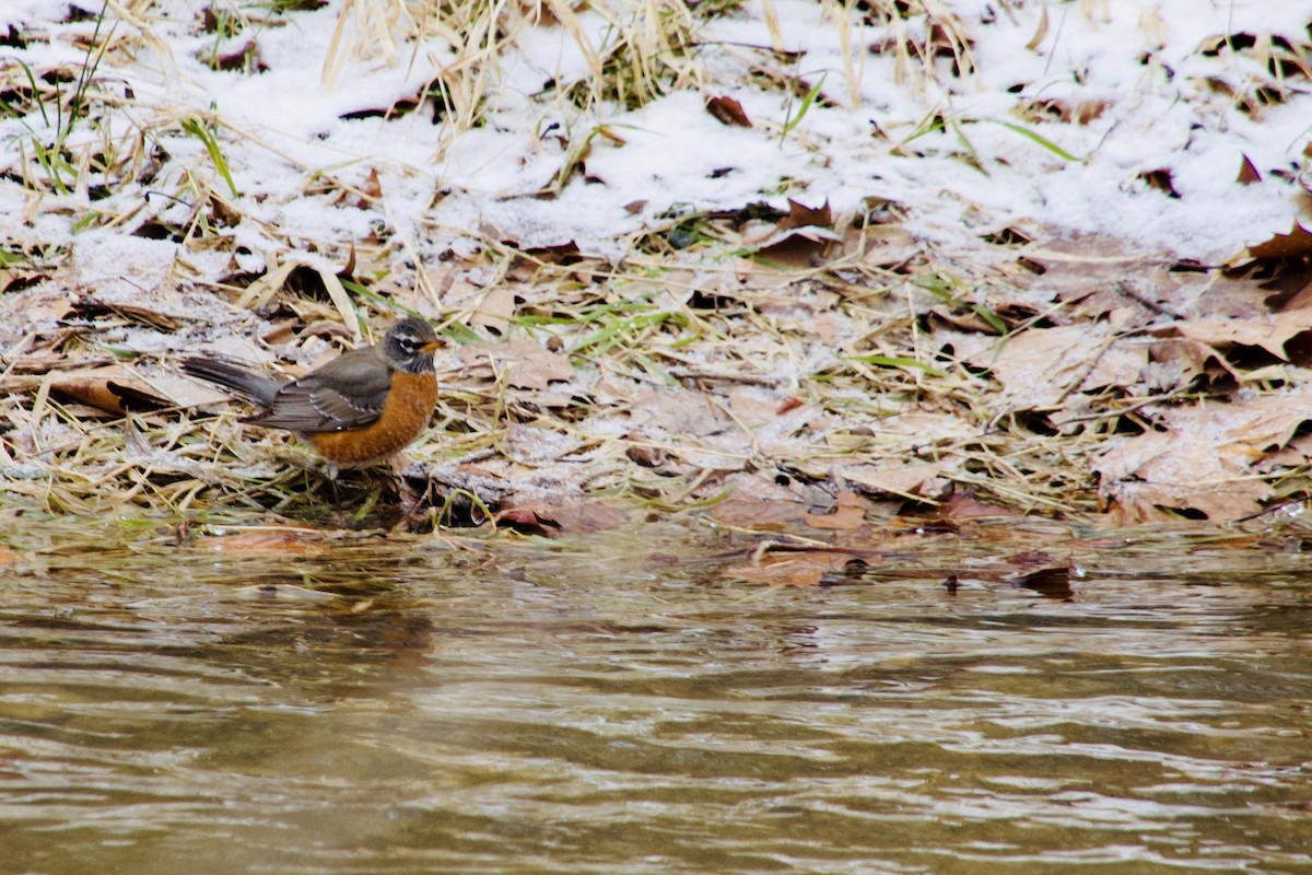 Wanderdrossel - ML647183005