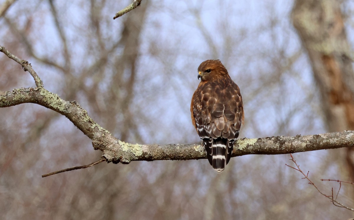 カタアカノスリ - ML647183009