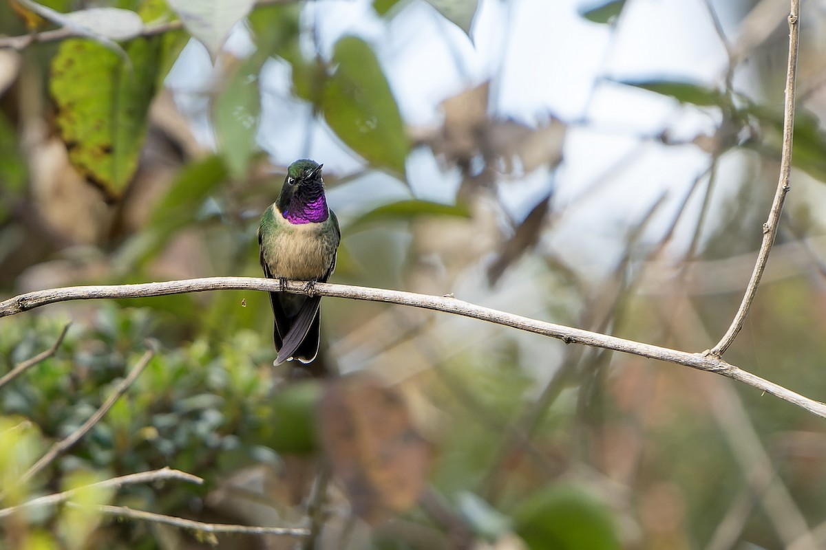 Amethyst-throated Sunangel - ML647183010