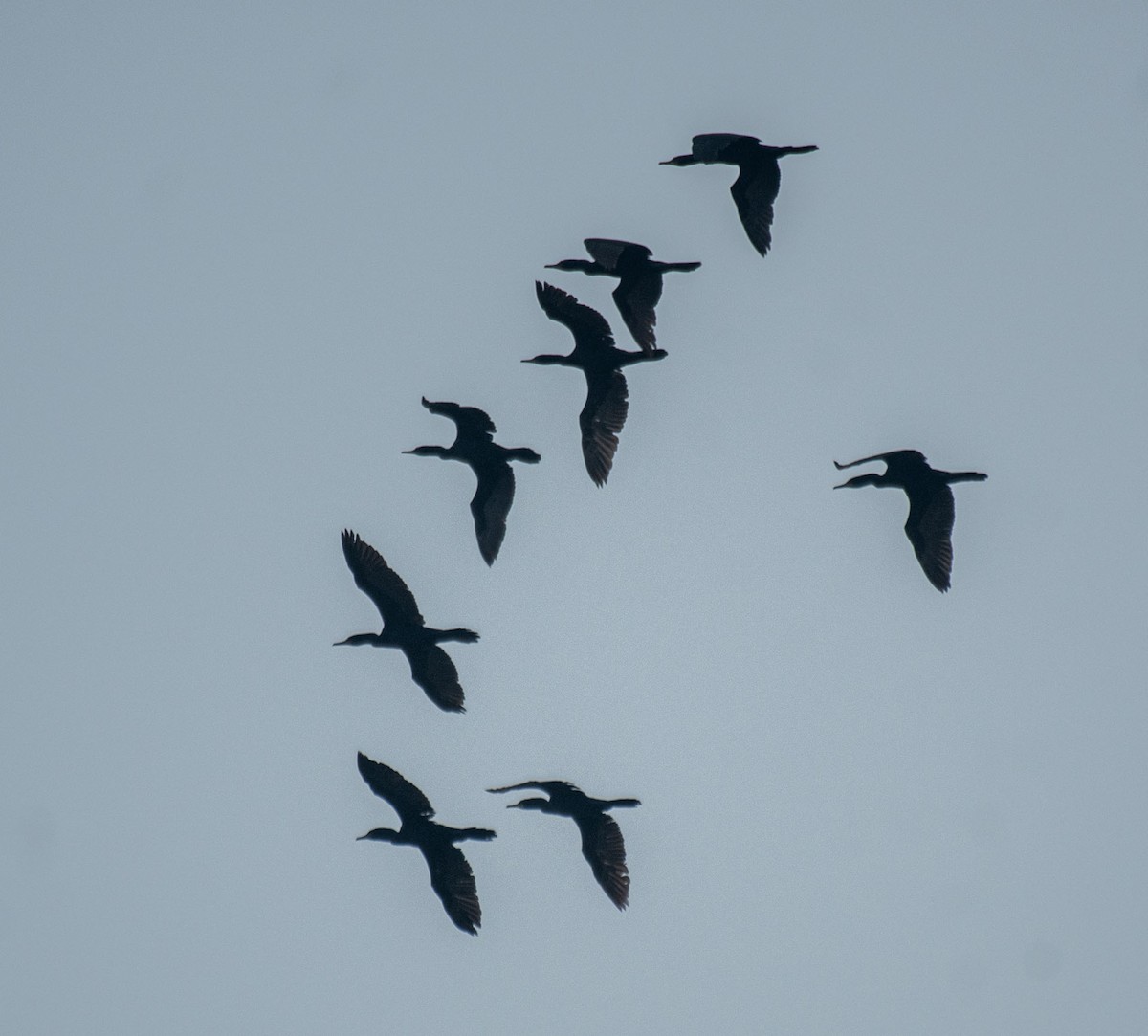 Little Cormorant - ML647183013