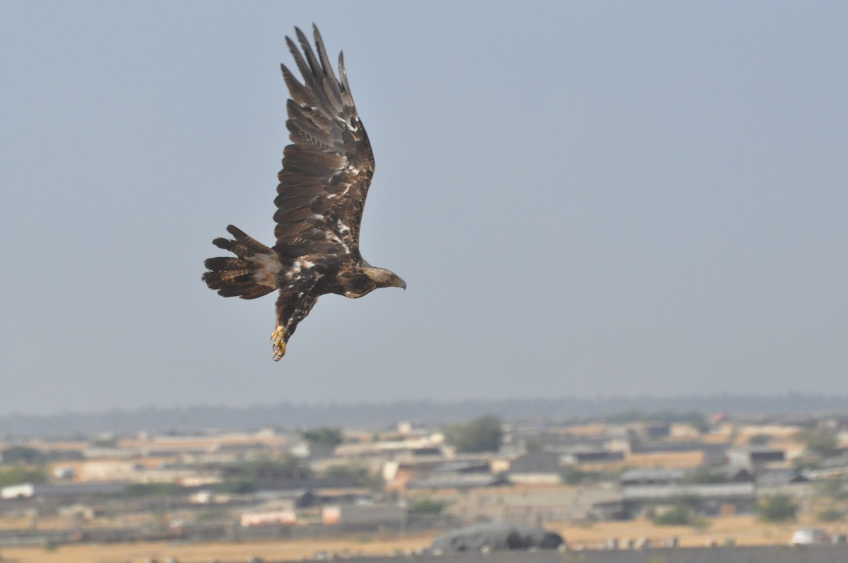 白肩鵰 - ML647183015