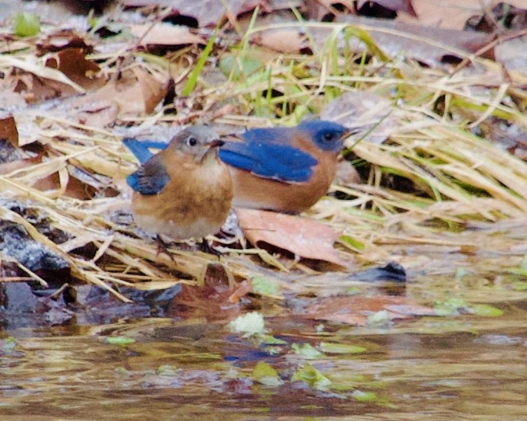 Rotkehl-Hüttensänger (sialis/bermudensis) - ML647183018